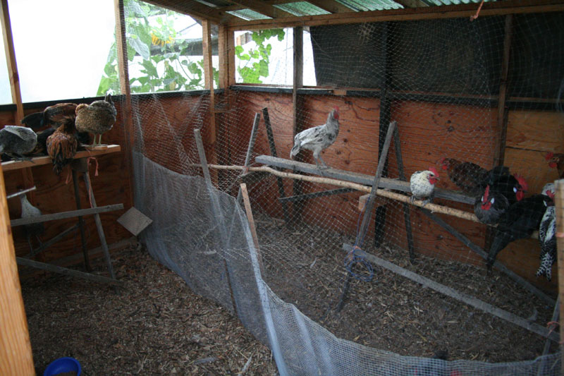 chicks-3months-separatequaters_1082