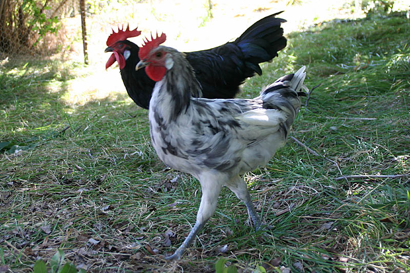 chicks-14weeks_1912