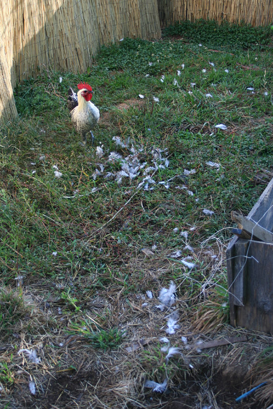 feathers_2339