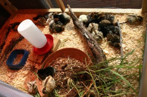 chicks-d3-napping_7381
