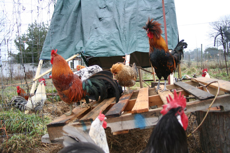 chicks-20130106_8068