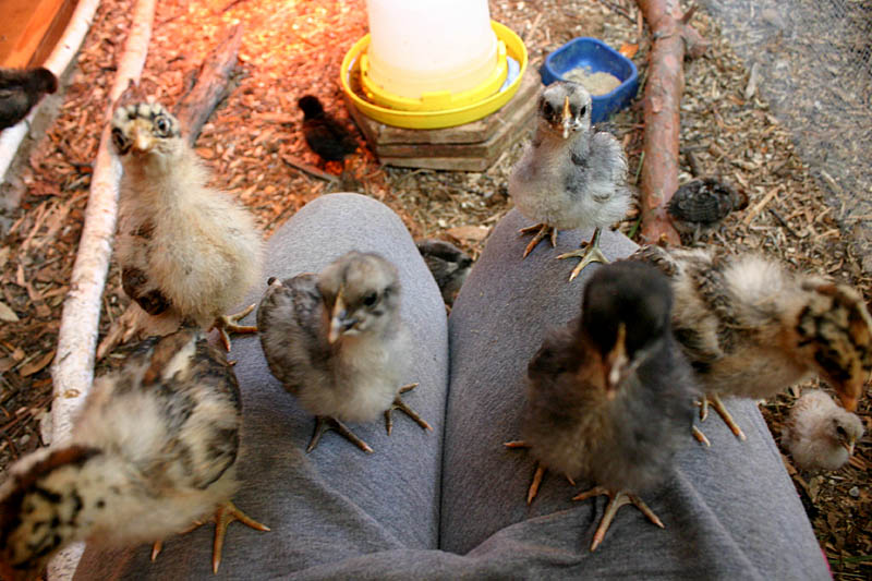 chicks-d12-dinnertime_8055