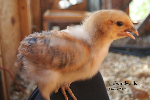 00-chicks-heat_2951