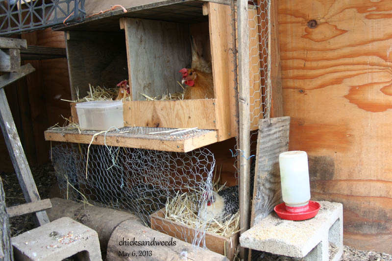 chicks-20130505-broody_4997