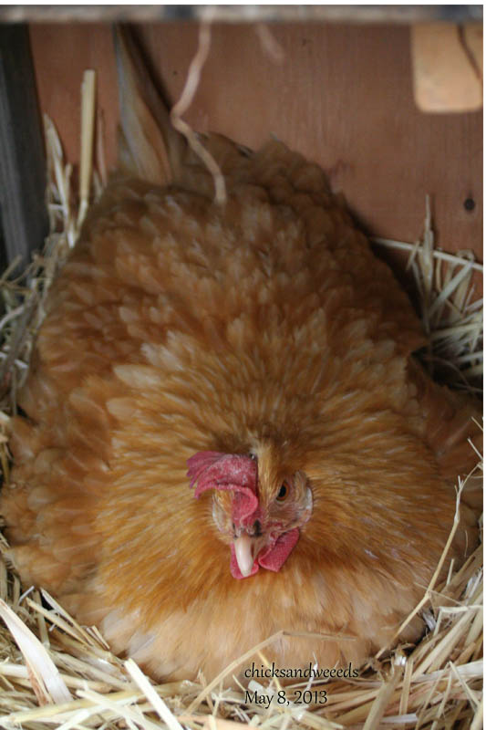 chicks-20130508_5213