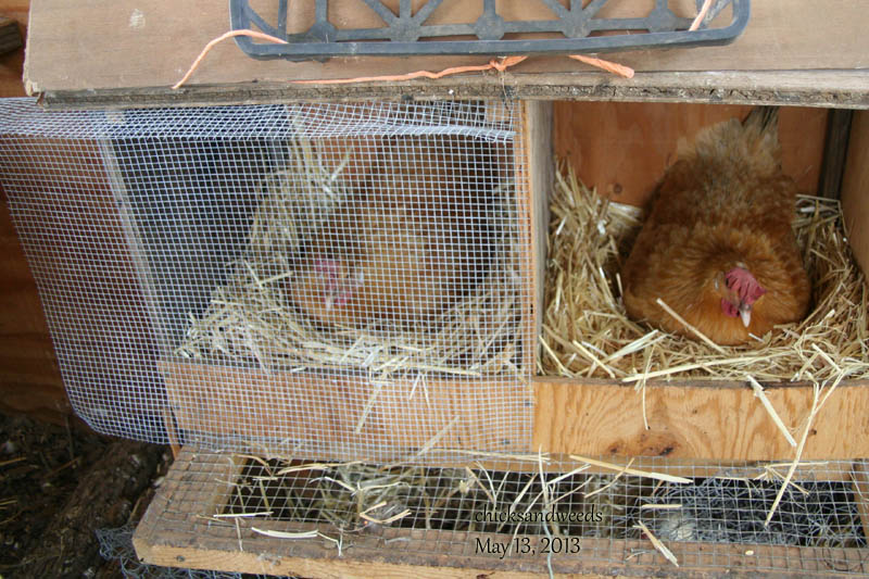 chicks-20130513_5245