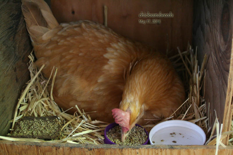 chicks-20130517_5339