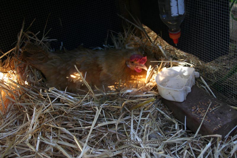 chicks-20130619_6936