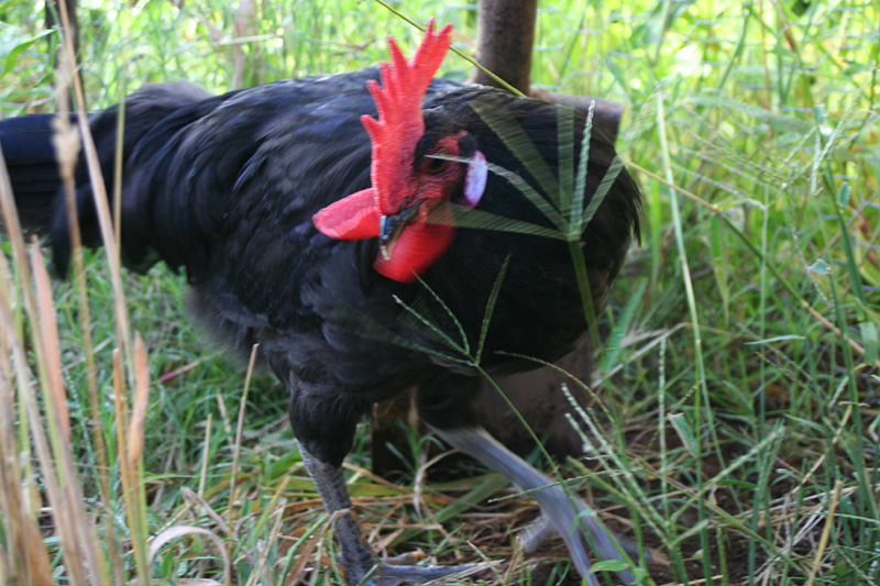 chicks-12w_0846