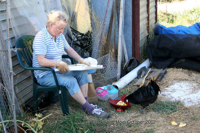 chicks-2012-october-blacky-mom_3617