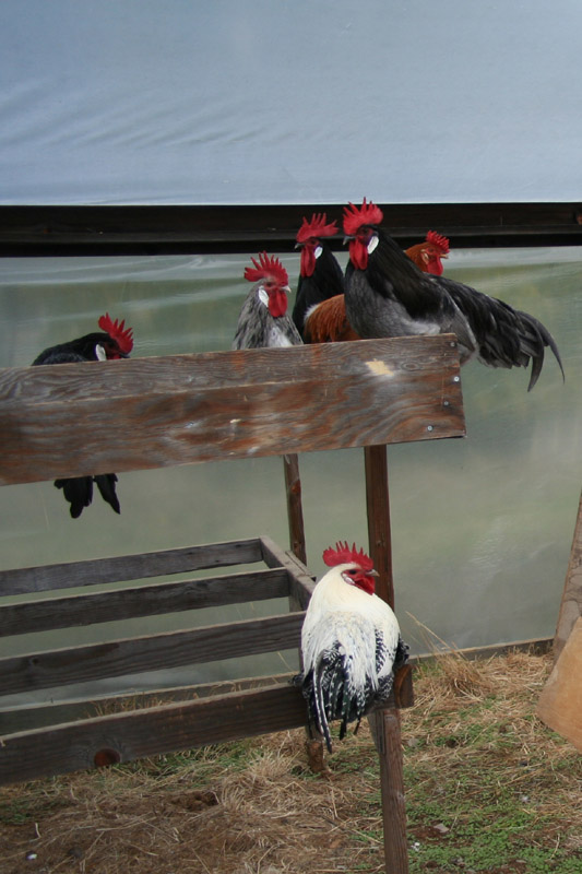 chicks-20121109_4543b