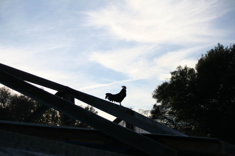 chicks-20121207_6369
