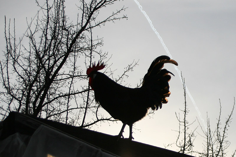 chicks-20130107_8154