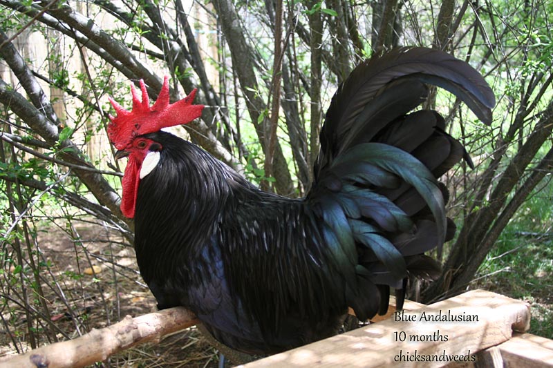 chicks-201303-xx-blue-andalusian_4193