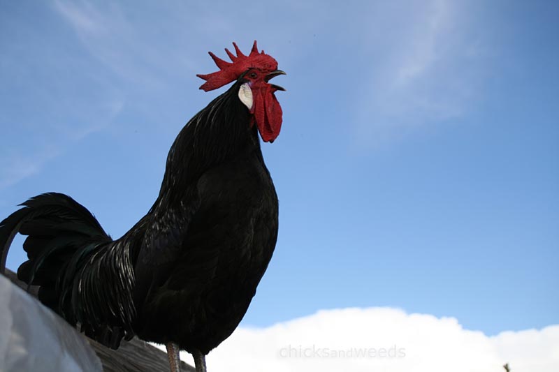chicks-201303xx_aroostercrowing_1908