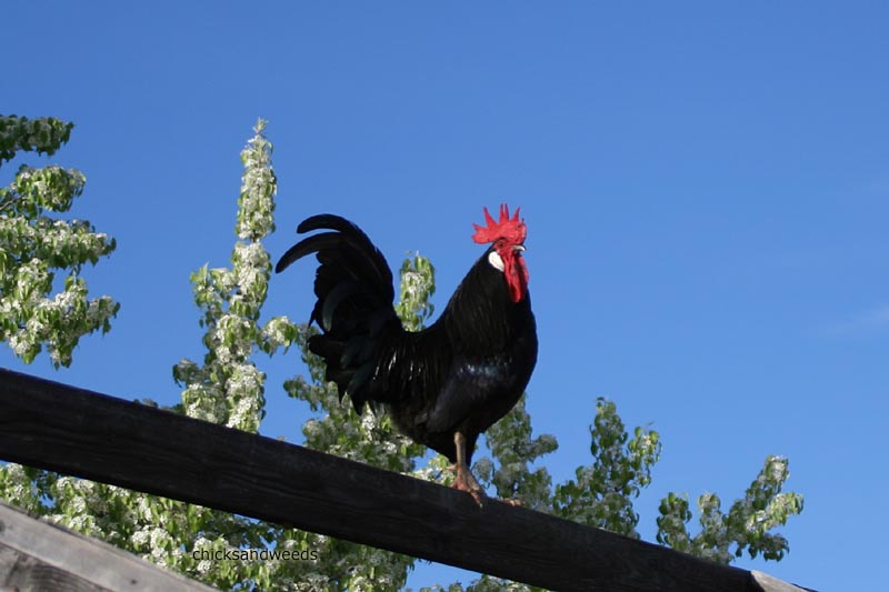 chicks-20130402-silouette_4088-plain