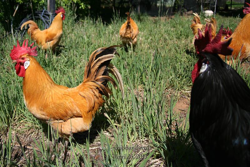 chicks-20130416_4466