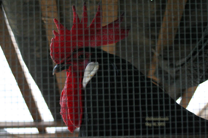 chicks-20130516_5306
