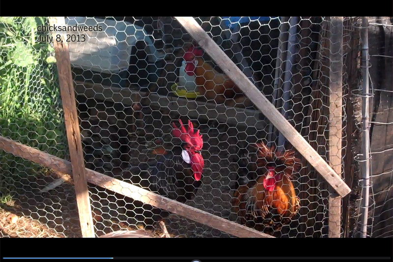 chicks-blacky-july8-2013-2