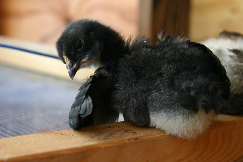 chicks-d11-bleandalusian_8019