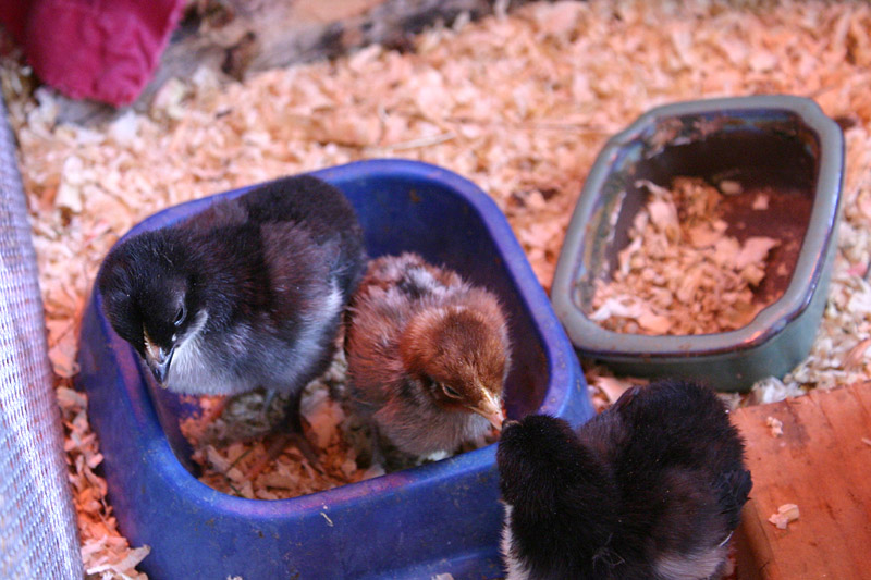 chicks-d4-sweetangel_7459