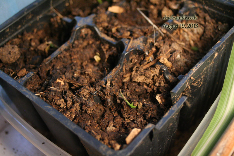 garden-lemon-mayer_9145