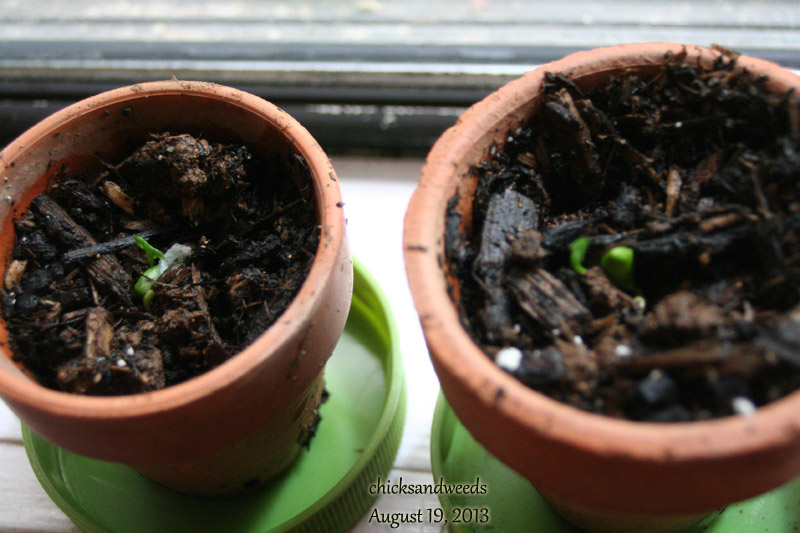 garden-lemon-mayer_9148 meyer lemon seedlings