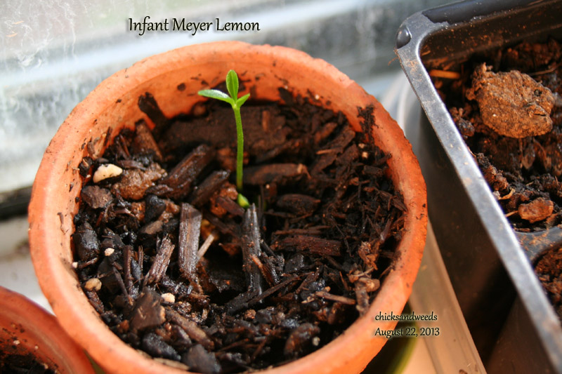 garden-meyer-lemon-20130823_9228