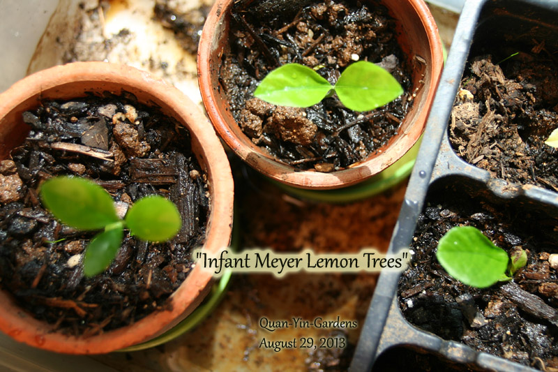 garden-meyer-lemon_9358