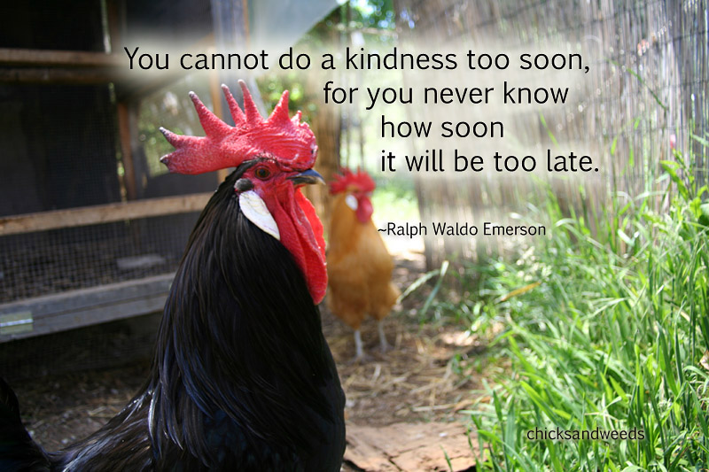 00chicks-blacky-quote-cw_5695