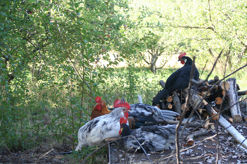 chicks-3-5mo_1387