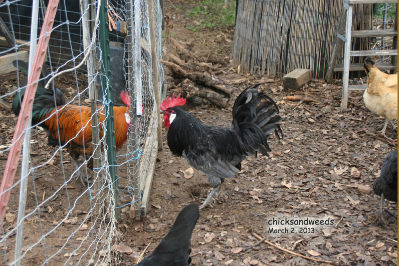chicks-2014-03-02_5825
