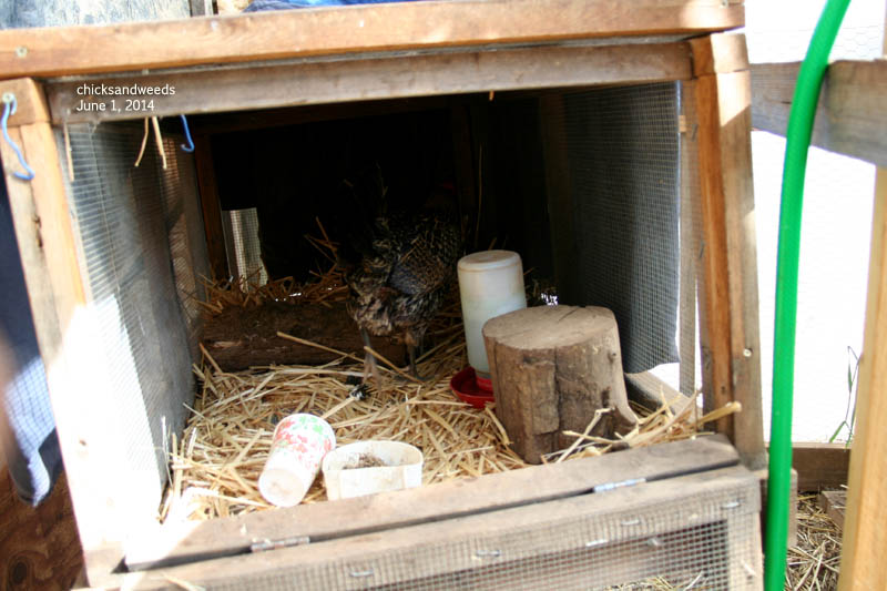 chicks-2014-05-30_8100