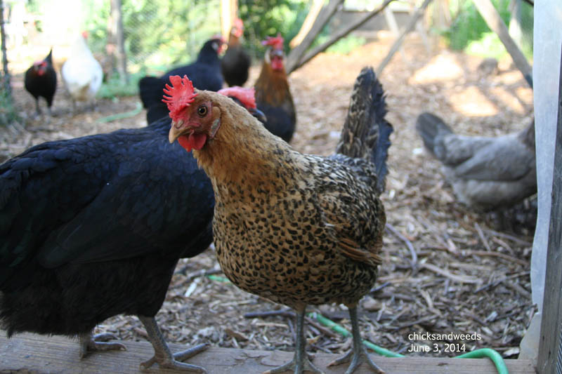 chicks-2014-06-02_8345