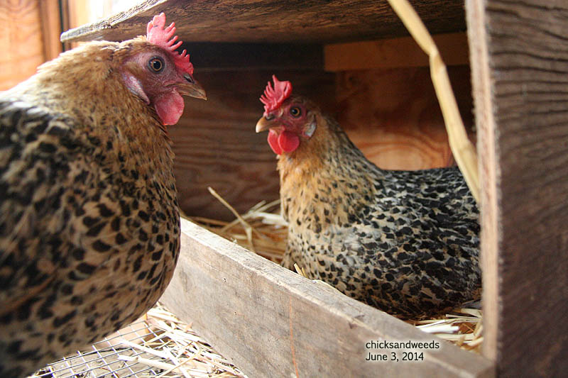 chicks-2014-06-03_8411