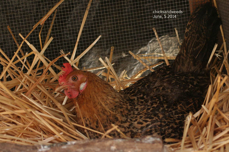 chicks-2014-06-05_8431