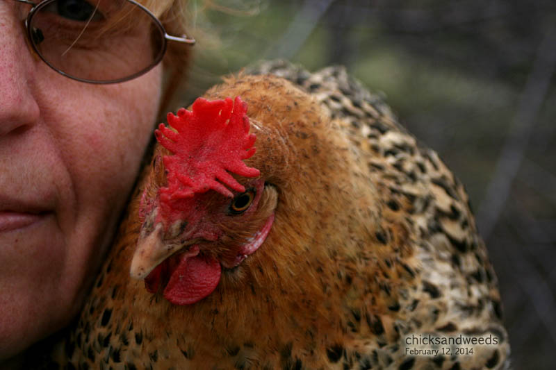 chicks_2014-02-12_5561-buttercup