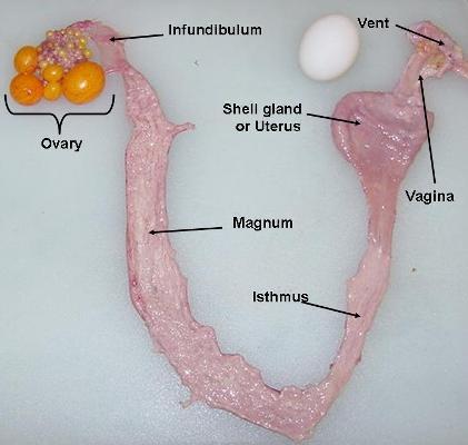 female_reproductive_tract_chicken