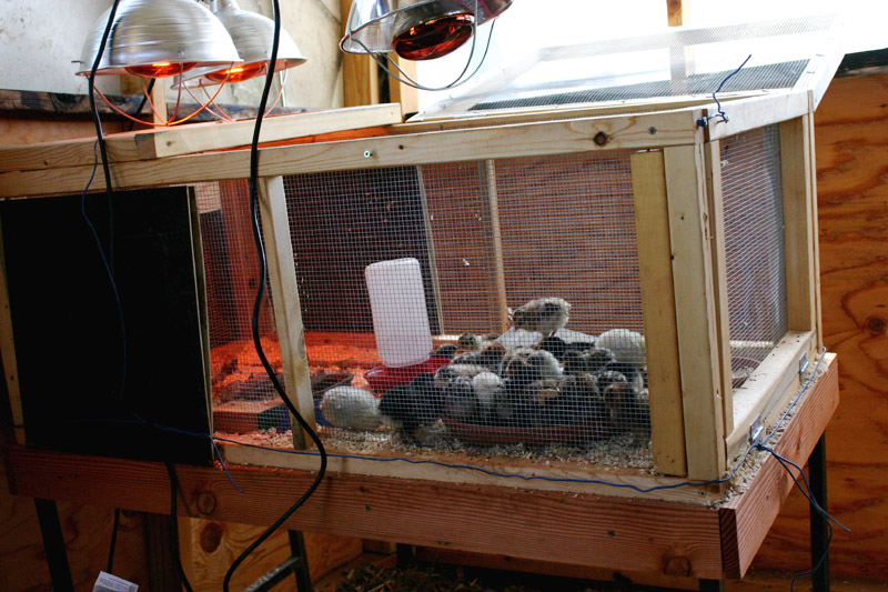 brooder-day5_7507