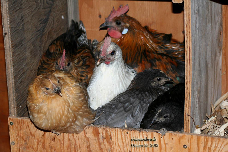 chicks-2013-10-23_2815