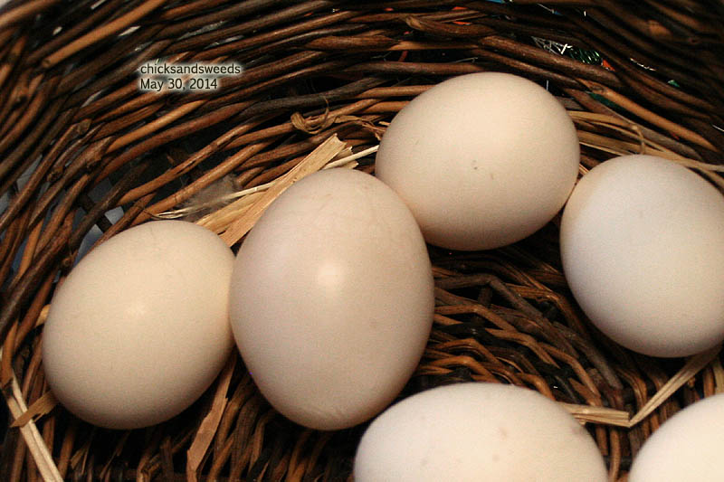 chicks-2014-05-30_8076
