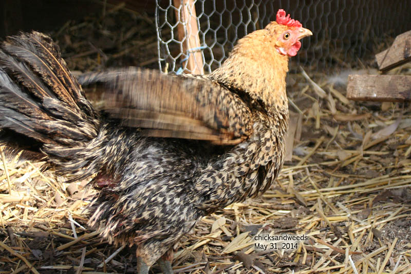 chicks-2014-05-30_8088
