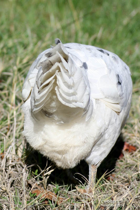 chicks-2014-11-22_cwolters_3183