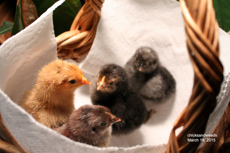 DIY hatch The brown chick kept hitting the same pip hole even 24 hours after the first pip ...so I looked up all I could on helping chicks hatch, decided to help it and it was fine ever since.