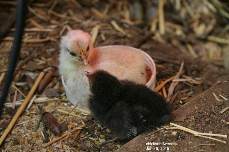 chicks-20150605_8026