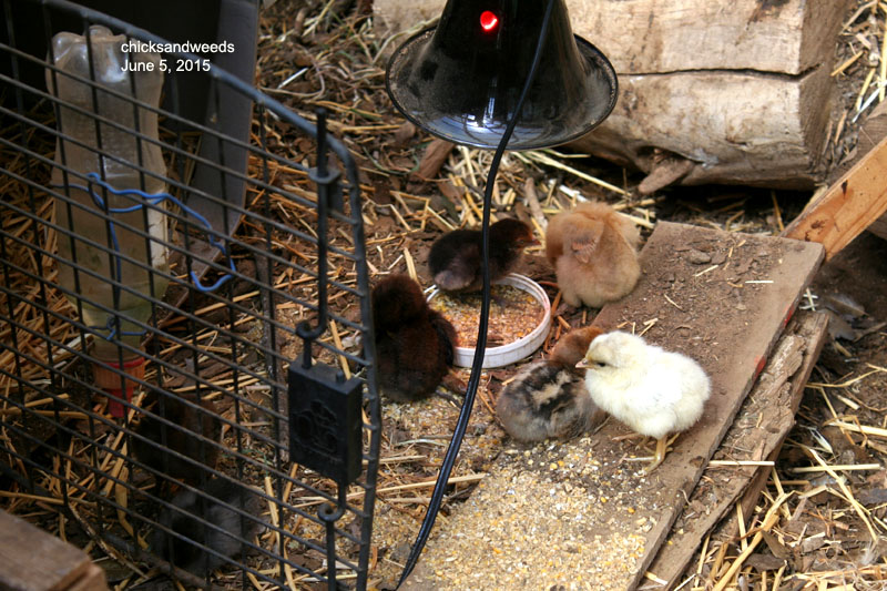 3 days old...the one I helped is the one in the food dish