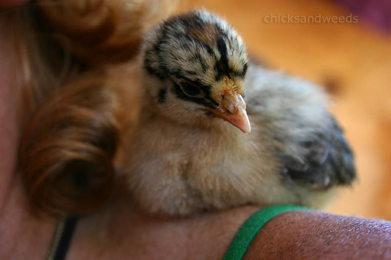 chick-day8-onshoulder_7704-cw