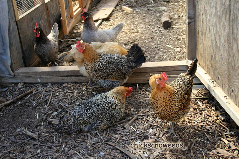 The 3 buttercups