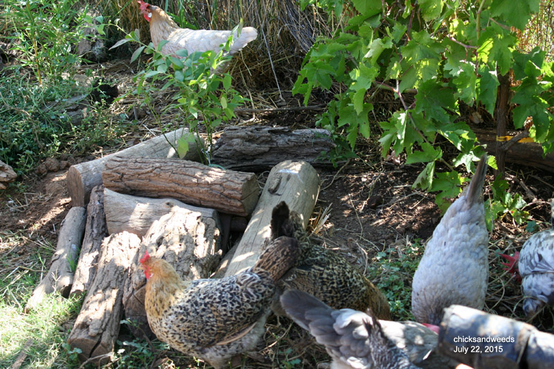 I buried her next to a blueberry bush I planted the same day. She is under the logs, which are there to discourage digging.