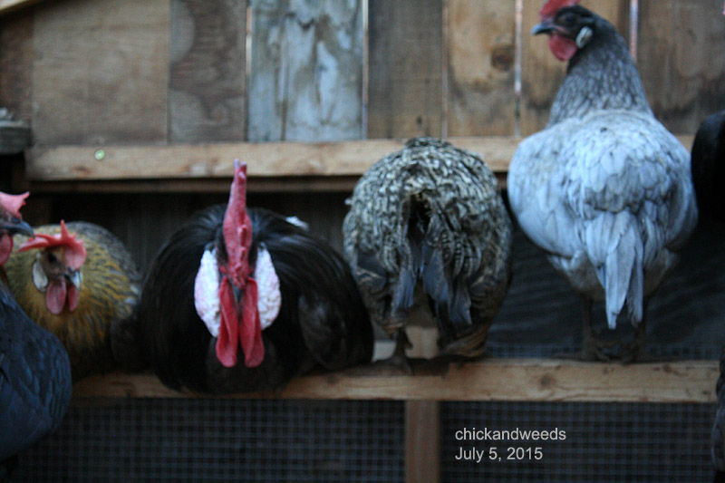 Here she was still able to get on to the roost